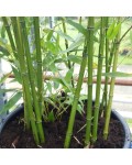 Bambusa Phyllostachys Bissetii 